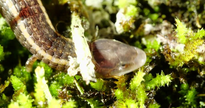 Stacy's Bachia (Bachia trinasale) A snake-like burrowing lizard with very reduced forelimbs and no hind limbs  found in the Ecuadorian Amazon