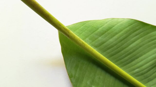 Fresh green banana leaf musa x paradisiaca with stem isolated on white background