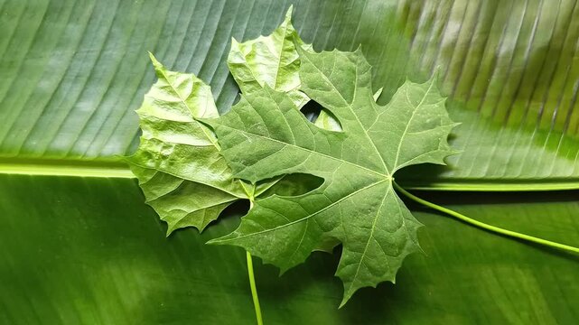 Fresh chaya leaves cnidoscolus aconitifolius tree spinach on green banana leaf musa x paradisiaca
