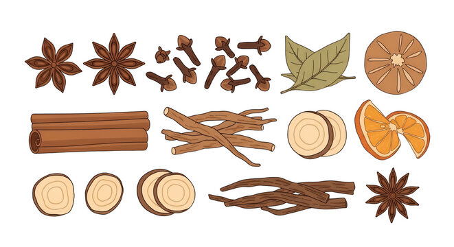 Hand Drawn Set of Spices and Herbs for Cooking and Tea including Cinnamon Star Anise Cloves Orange Slice and Roots