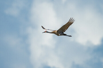 Obraz premium Sandhill Crane in flight