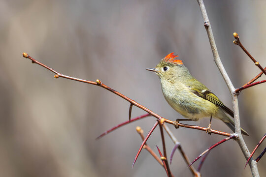 a male ruby-crowned kinglet during the breeding season in North America