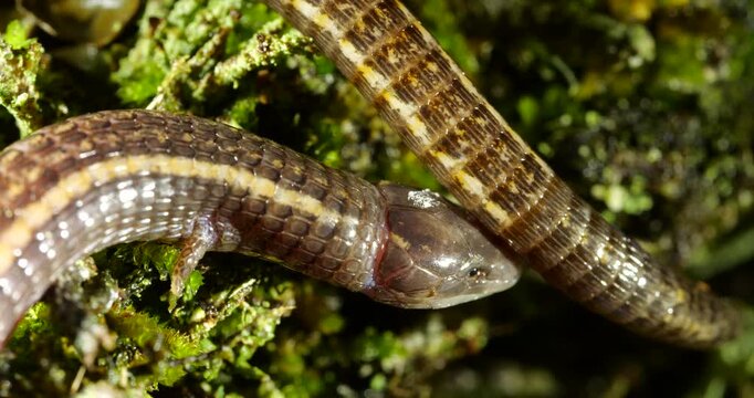 Stacy's Bachia (Bachia trinasale) A snake-like burrowing lizard with very reduced forelimbs and no hind limbs  found in the Ecuadorian Amazon