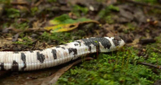 Speckled Worm-Lizard (Amphisbaena bassleri), a unique reptile neither lizard nor snake, lives underground where it feeds on invertebrates. Pastaza  province, Ecuador