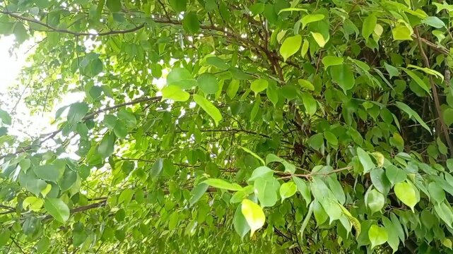 Lush green tree leaves with sunlight shining through branches. Natural foliage background, fresh tropical vegetation, outdoor forest scene, vibrant botanical texture in daylight.