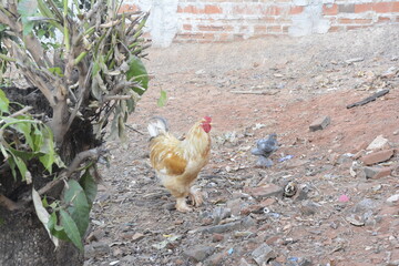 Galo amarelo da raça Brahma com um pintinho. © Silvana