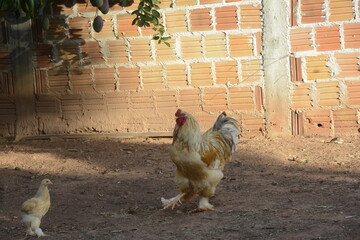 Galo amarelo da raça Brahma com um pintinho. © Silvana