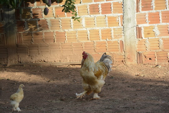 Galo amarelo da ra&ccedil;a Brahma com um pintinho.