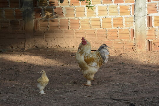 Galo amarelo da ra&ccedil;a Brahma com um pintinho.