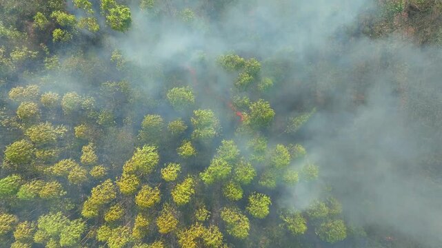 Aerial perspective of burning eucalyptus fields shows wildfire fueled by global warming, prolonged dryness, ecosystem stress, air pollution, and growing environmental disaster risks. 4k.

