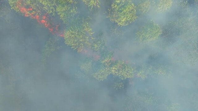 Drone aerial view captures severe fire in eucalyptus fields with thick smoke spreading, illustrating climate change as a wildfire accelerator through hotter conditions, dry landscapes. 4k.
