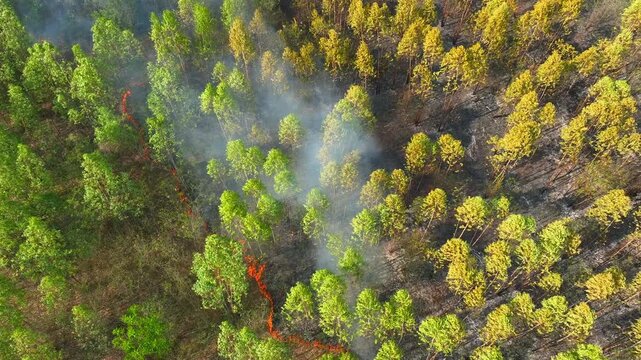 Aerial drone view of wildfire burning through eucalyptus plantation with intense flames and smoke, highlighting global warming, climate change-driven drought, extreme heat, and rising wildfire risks.
