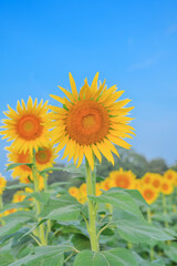 Obraz premium Bright sunflower field and summer blue sky background