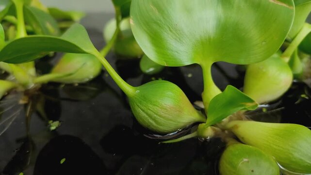 The swollen petioles of water hyacinth (Eichhornia crassipes) containing aerenchyma function as natural floats to keep the plant floating on the surface of the air	