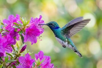 Obraz premium Vibrant green and blue hummingbird hovering gracefully while feeding on pink flowers