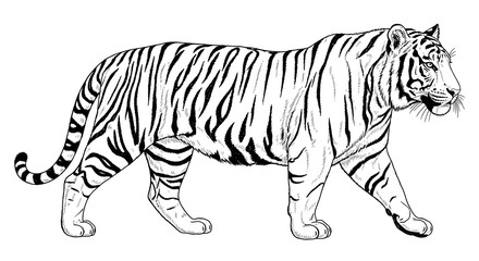 Obraz premium Black and orange striped tiger walking in nature