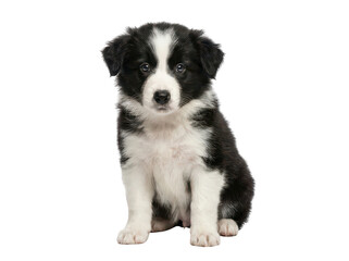 Fototapeta premium Adorable fluffy black and white Border Collie puppy sitting and looking forward isolated transparent background image