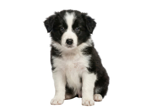 Adorable fluffy black and white Border Collie puppy sitting and looking forward isolated transparent background image