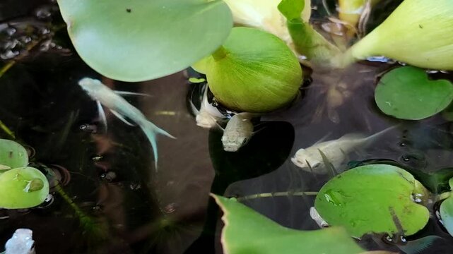 White platinum molly fish swim gracefully among the lush aquatic plants in the pond