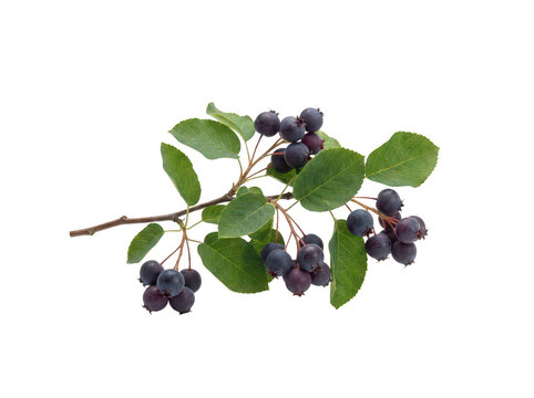 Branch of ripe dark purple serviceberries with green leaves showcasing natural isolated transparent background image