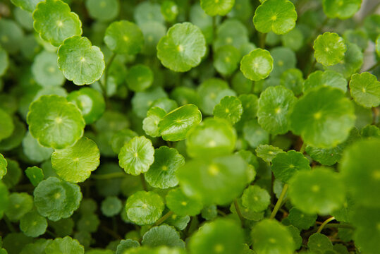 Close up of Pennywort Leaves