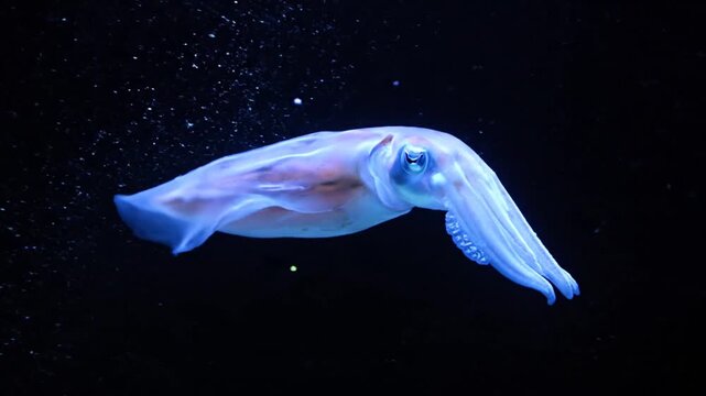 Whip-tailed cuttlefish swimming in darkness.