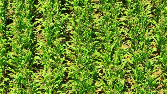 Aerial drone view of lush corn plantation highlights crop cultivation, agricultural productivity, rural landscapes, and sustainable farming practices supporting modern food systems. Thailand. 4k.
