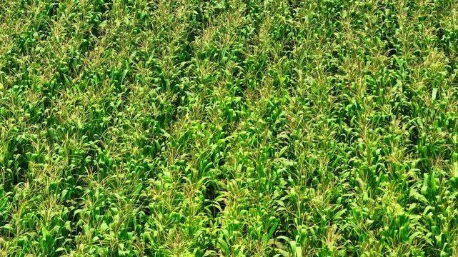 Aerial drone view of green corn plantation highlights agricultural production, livestock feed supply, food industry value chains, and sustainable farming supporting modern agribusiness systems. 4k.
