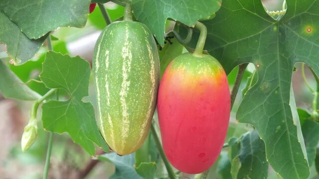 Fresh and ripe ivy gourd fruits on the plant.