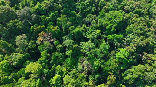Aerial perspective of rich tropical forest canopy symbolizes biodiversity preservation, natural carbon sinks, sustainable ecosystems, and nature&rsquo;s role in addressing climate change challenges. 4k.
