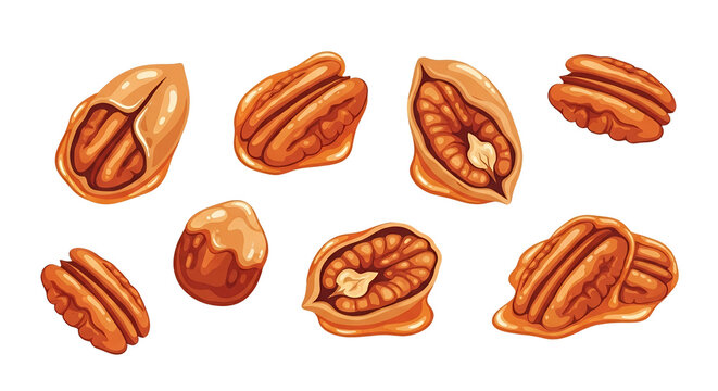 Set of Glossy Pecan Nuts Illustration Isolated on White Background for Food and Ingredient Design