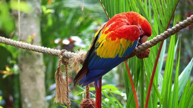 A Scarlet Macaw (Ara macao) chews the rope, showcasing its beak maintenance behaviour in captivity, close up shot.