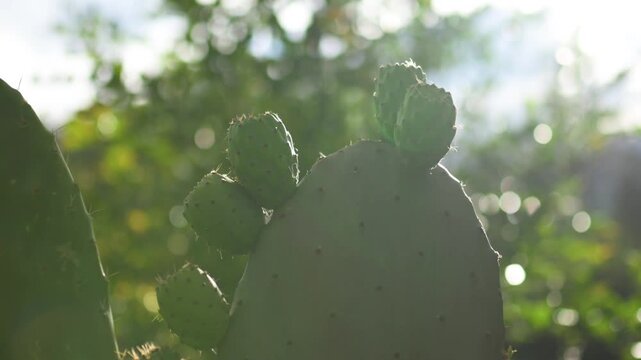 Prickly pearls or nopales in a garden in Ecuador.