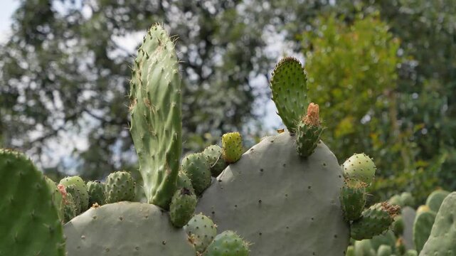 Handheld shot of prickly pearls or nopales in a botanic garden Ecuador.
