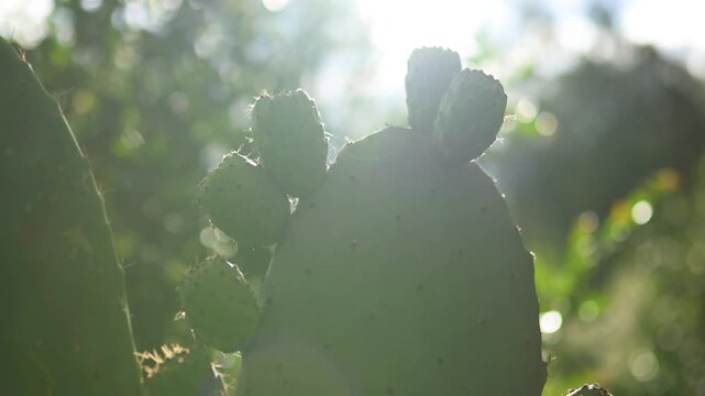 Handheld shot of prickly pearls or nopales in a forest in Ecuador.