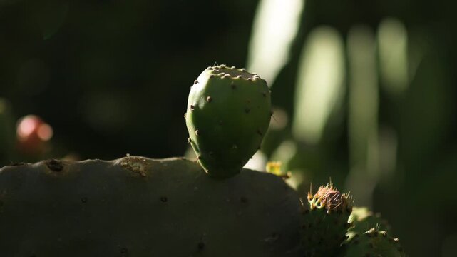 Prickly pears or nopales cactus fruit on a dense forest in Ecuador.