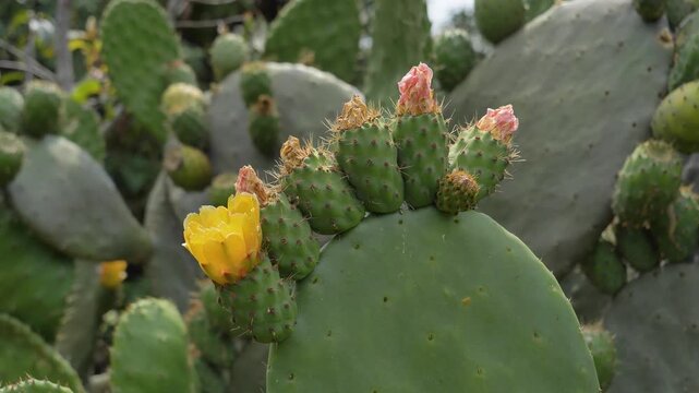 Flowering prickly pears or nopales cactus fruits.