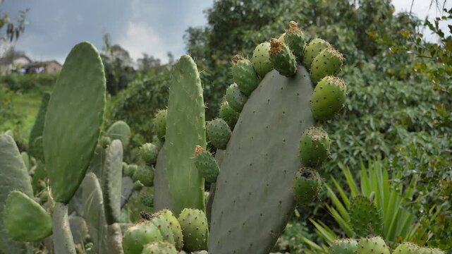 Prickly pears or nopales cactus with a lof ot fruits on a lush ecosystem.