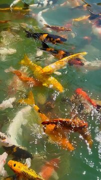 Top view vertical video of gold koi fish swimming in circle at Khao Sok, Thailand. Luxury nishikigoi carp school movement in lake water, perfect freshwater fishing spot, oriental feng shui luck.