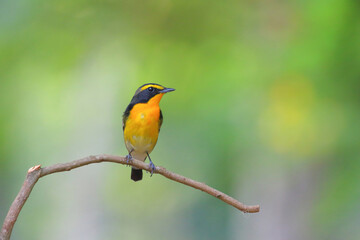 Fototapeta premium A narcissus flycatcher is shown perched on a branch, searching for insects to catch for food.