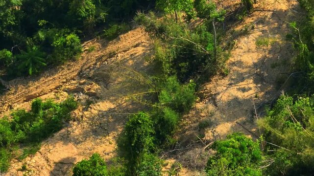 Drone aerial view of cut timber in tropical forest shows rapid forest loss, habitat fragmentation, environmental degradation, and growing concerns over the world&rsquo;s diminishing natural ecosystems. 4k.
