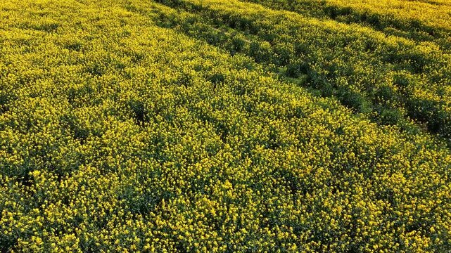 Low drone view over dense rapeseed field with visible tractor tracks