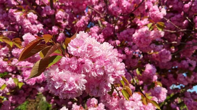 Close up of pink cherry blossoms moving in wind, revealing full tree