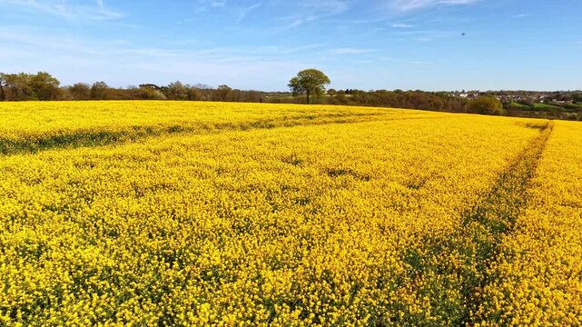 Aerial drone shot panning over rapeseed field then moving forward with distant tree and rural horizon in background
