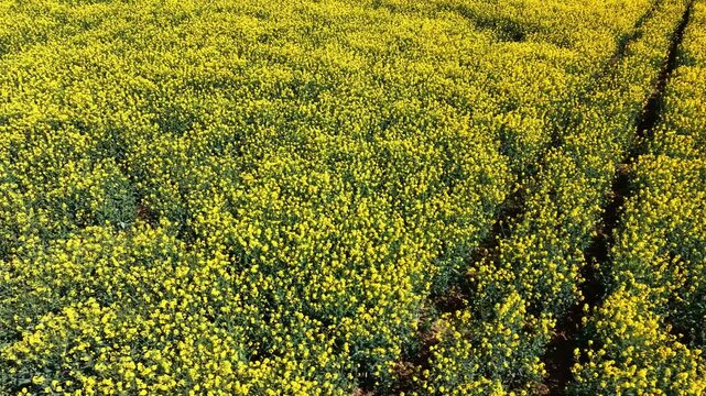 Low altitude drone shot moving sideways over dense rapeseed field showing natural patterns and crop lines