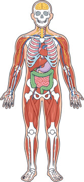 Comprehensive human anatomy illustration displaying skeletal, muscular, and internal organ systems in a detailed front view for educational purposes.