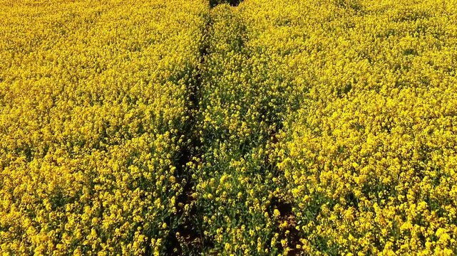Aerial drone shot moving forward along tractor tracks in rapeseed field with tilt up revealing trees and split path