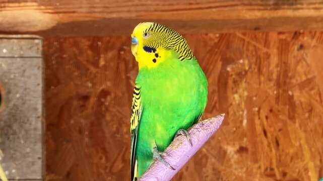 Static close up of green and yellow budgerigar perched on branch inside wooden enclosure