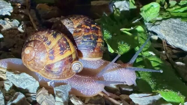 Macro close up of two snails crawling side by side on gravel at night with small shell visible on one