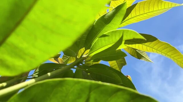 Mango leaves filmed from low angle with upward motion in daylight, showing plant growth and sunlight in a fresh and uplifting natural atmosphere.
